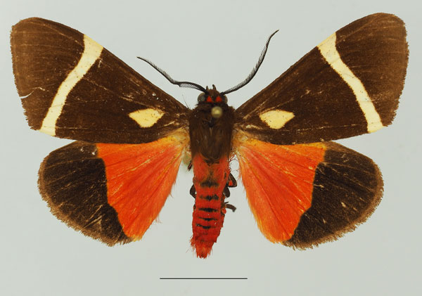 /filer/webapps/moths/media/images/S/sanguinea_Fodinoidea_AM_Basquin_02a.jpg