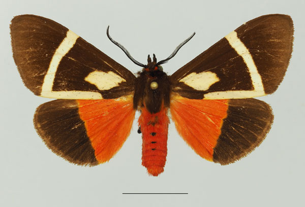/filer/webapps/moths/media/images/S/sanguinea_Fodinoidea_AM_Basquin_03a.jpg