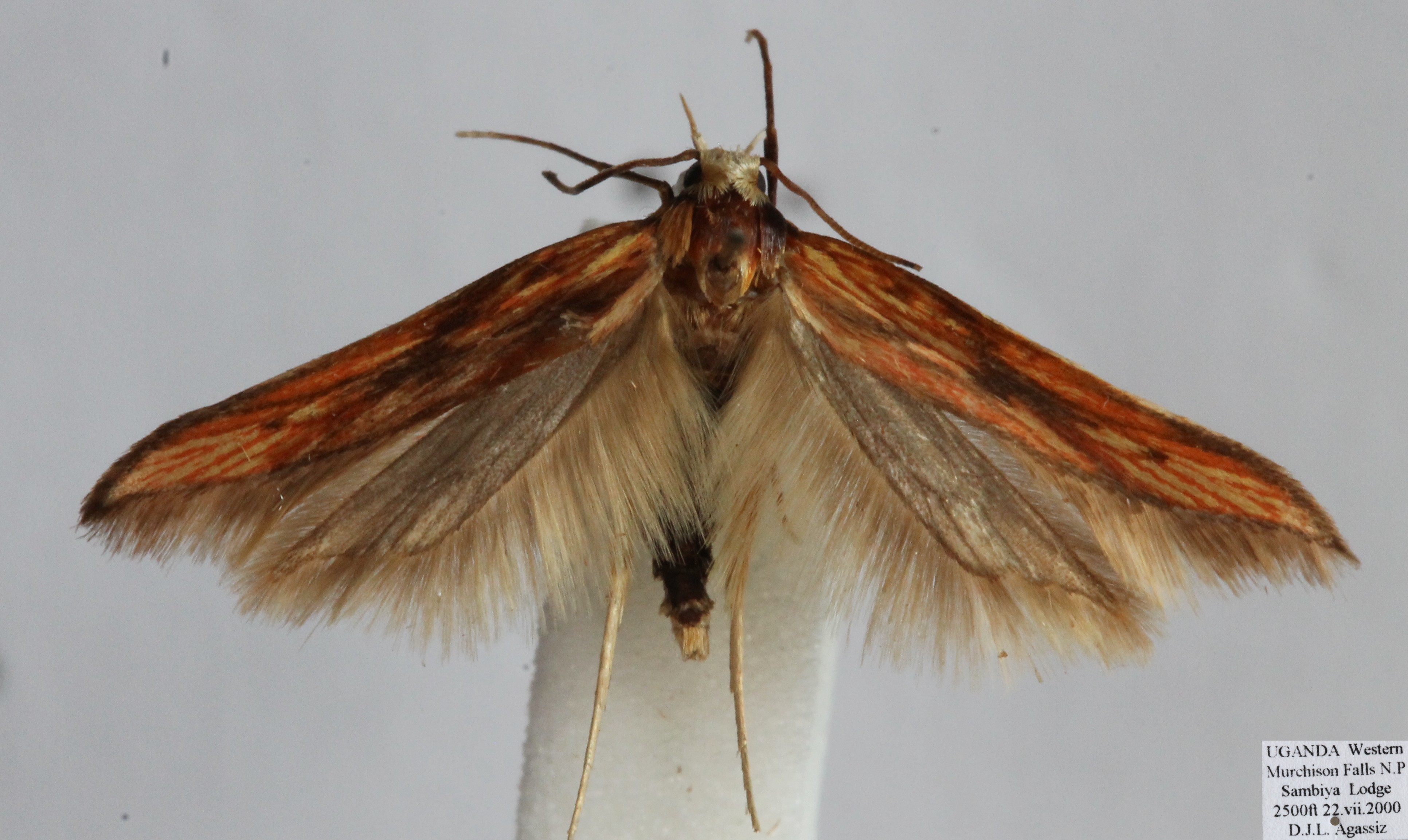 /filer/webapps/moths/media/images/S/sanguinea_Metzneria_AM_D._Agassiz.jpg