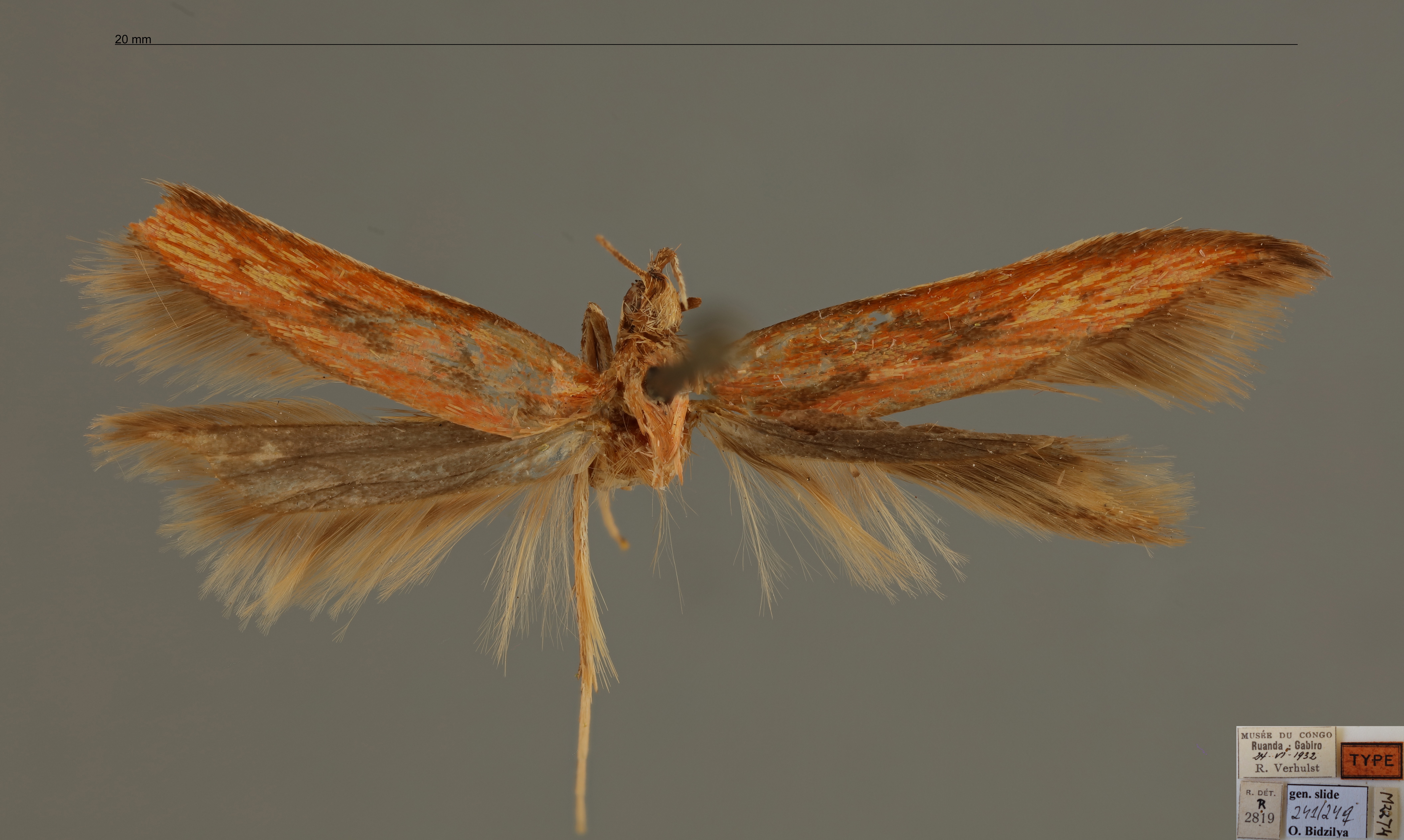/filer/webapps/moths/media/images/S/sanguinea_Metzneria_FHT_RMCA.jpg