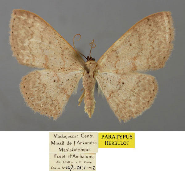 /filer/webapps/moths/media/images/S/sanguinifissa_Scopula_PT_ZSM_01.jpg