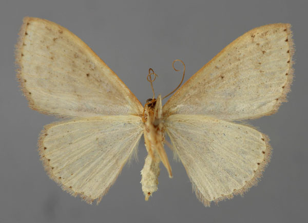 /filer/webapps/moths/media/images/S/sanguinifissa_Scopula_PT_ZSM_02.jpg
