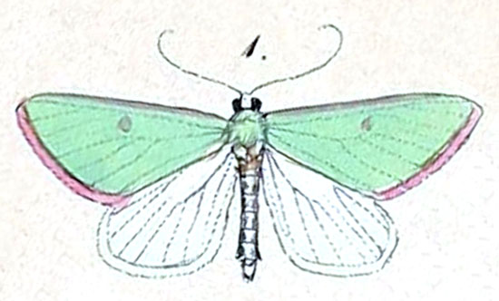/filer/webapps/moths/media/images/S/sanguinipuncta_Omphax_HT_Felder_1875_127-1.jpg