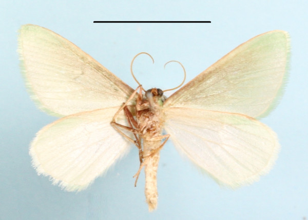 /filer/webapps/moths/media/images/S/sanguinipuncta_Rhadinomphax_A_MGCLb_01.JPG