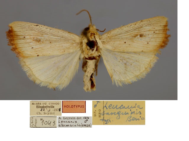 /filer/webapps/moths/media/images/S/sanguinis_Leucania_HT_RMCAa.jpg