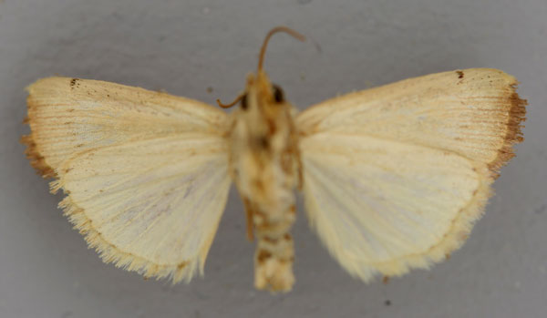 /filer/webapps/moths/media/images/S/sanguinis_Leucania_HT_RMCAb.jpg