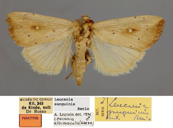 /filer/webapps/moths/media/images/S/sanguinis_Leucania_PT_RMCAa.jpg