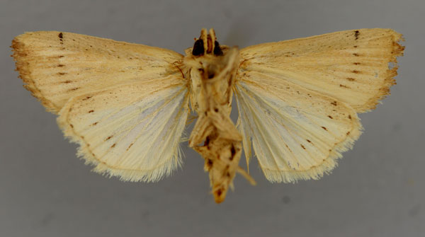 /filer/webapps/moths/media/images/S/sanguinis_Leucania_PT_RMCAb.jpg