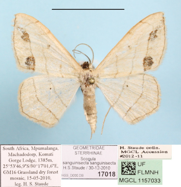 /filer/webapps/moths/media/images/S/sanguinisecta_Scopula_A_MGCLa_01.JPG