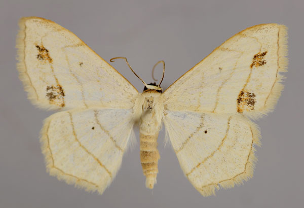 /filer/webapps/moths/media/images/S/sanguinisecta_Scopula_A_ZSM_01.jpg