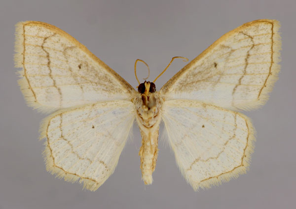 /filer/webapps/moths/media/images/S/sanguinisecta_Scopula_A_ZSM_02.jpg