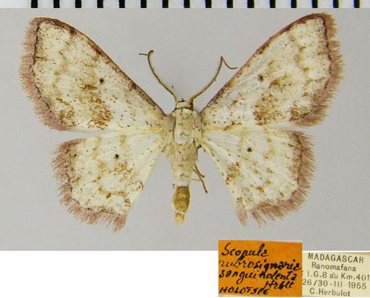 /filer/webapps/moths/media/images/S/sanguinolenta_Scopula_HT_ZSMa.jpg