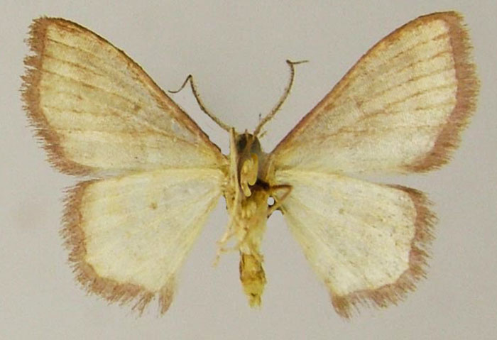 /filer/webapps/moths/media/images/S/sanguinolenta_Scopula_HT_ZSMb.jpg