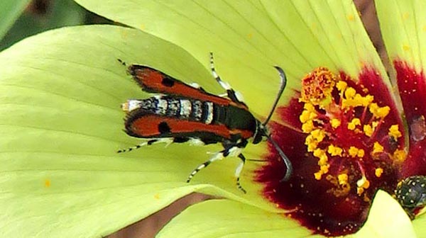 /filer/webapps/moths/media/images/S/sanguipennis_Homogyna_A_Braun_2.jpg