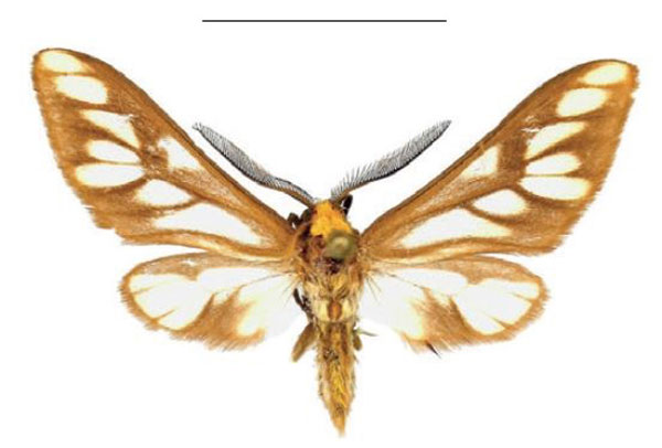 /filer/webapps/moths/media/images/S/sanikaroa_Thyretes_HT_ZSMa.jpg