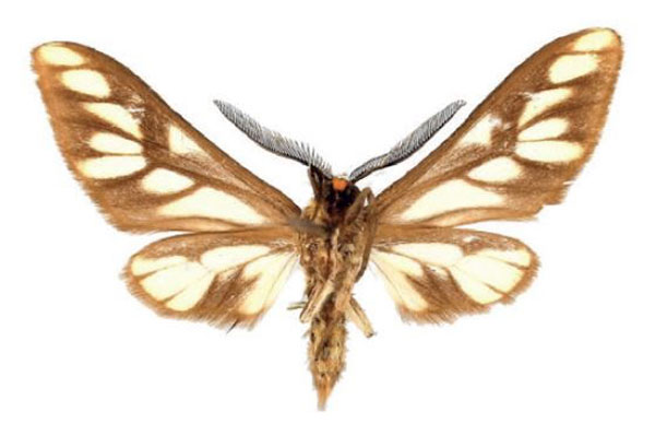 /filer/webapps/moths/media/images/S/sanikaroa_Thyretes_HT_ZSMb.jpg