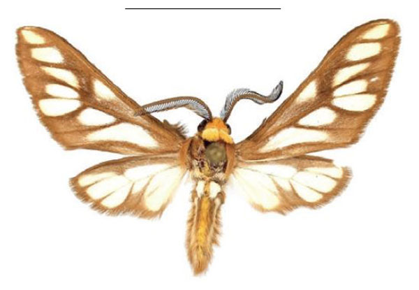 /filer/webapps/moths/media/images/S/sanikaroa_Thyretes_PTM_ZSMa.jpg