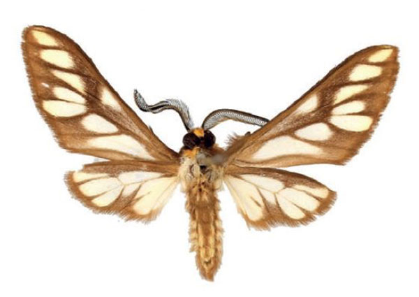 /filer/webapps/moths/media/images/S/sanikaroa_Thyretes_PTM_ZSMb.jpg