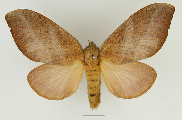 /filer/webapps/moths/media/images/S/sanricia_Pallastica_AF_Basquin_01.jpg