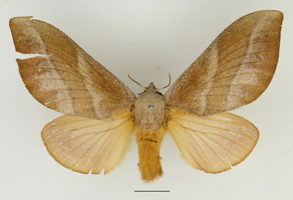 /filer/webapps/moths/media/images/S/sanricia_Pallastica_AF_Basquin_02.jpg