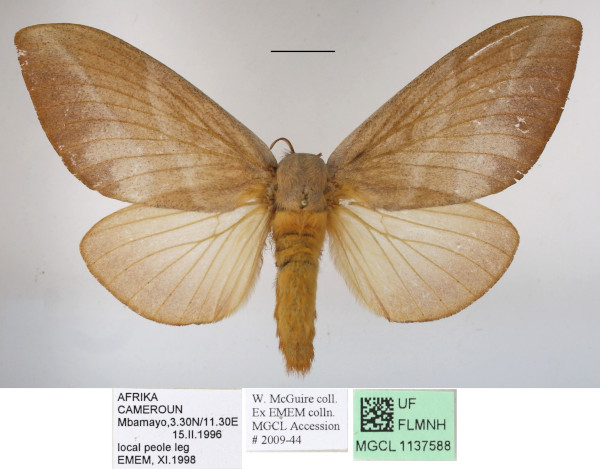 /filer/webapps/moths/media/images/S/sanricia_Pallastica_AF_MGCLa_01.JPG