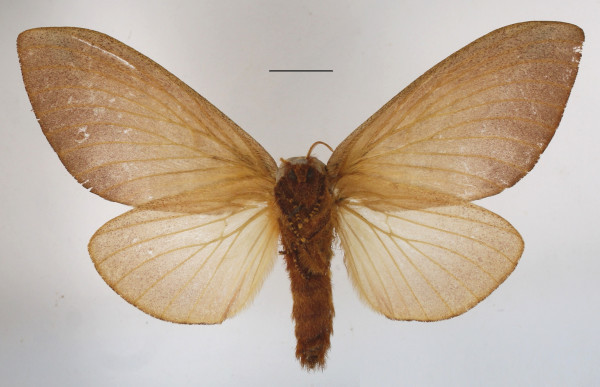 /filer/webapps/moths/media/images/S/sanricia_Pallastica_AF_MGCLb_01.JPG