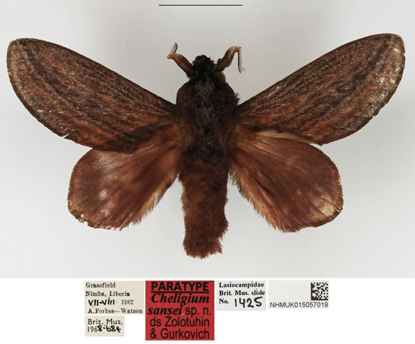 /filer/webapps/moths/media/images/S/sansei_Cheligium_PTM_NHMUK_01.jpg