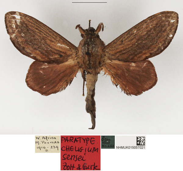 /filer/webapps/moths/media/images/S/sansei_Cheligium_PTM_NHMUK_02.jpg