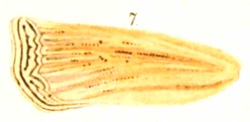 /filer/webapps/moths/media/images/S/sansibarica_Ancylolomia_HT_Zeller_1-7.jpg