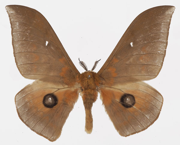 /filer/webapps/moths/media/images/S/santini_Pseudobunaea_AM_Basquina.jpg