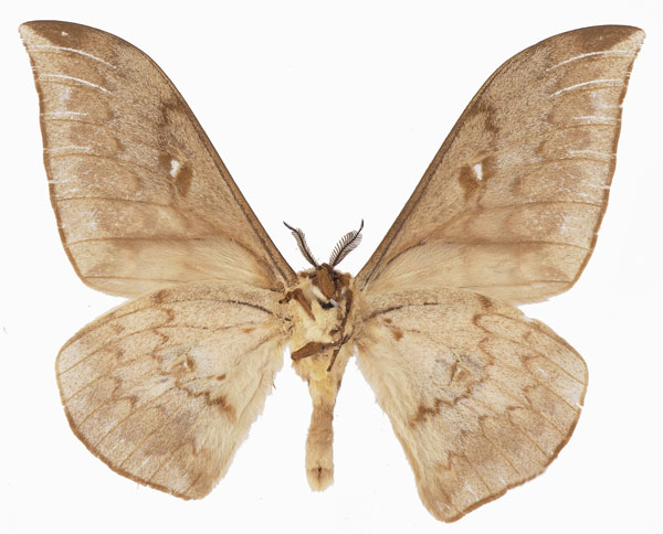 /filer/webapps/moths/media/images/S/santini_Pseudobunaea_AM_Basquinb.jpg