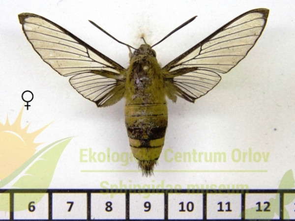 /filer/webapps/moths/media/images/S/santome_Cephonodes_AF_SMCR.jpg