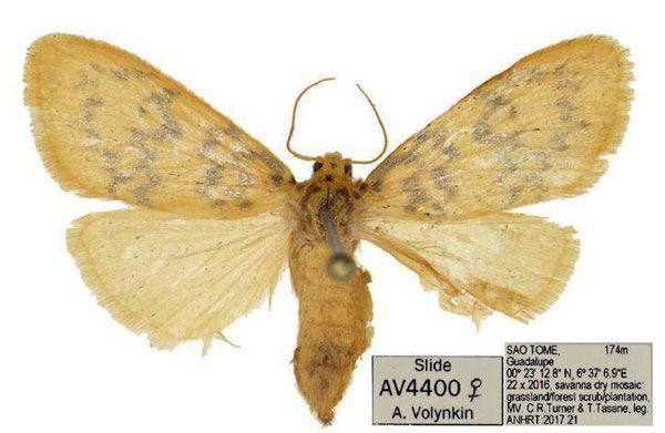 /filer/webapps/moths/media/images/S/saotomensis_Afrasura_PTF_ANHRT.jpg