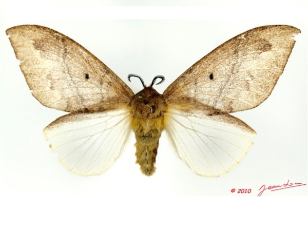 /filer/webapps/moths/media/images/S/sapelensis_Leptometa_AF_Alberta_01.jpg