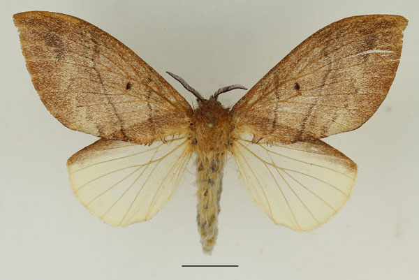 /filer/webapps/moths/media/images/S/sapelensis_Leptometa_AF_Basquin_01.jpg