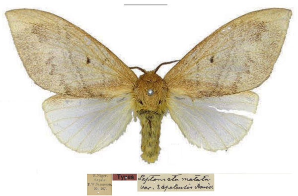 /filer/webapps/moths/media/images/S/sapelensis_Leptometa_HT_SNHM.jpg