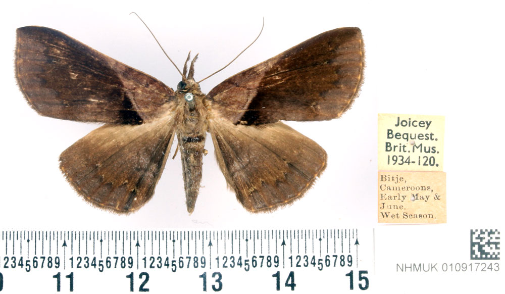 /filer/webapps/moths/media/images/S/saphobasis_Brachyherca_AF_BMNH.jpg