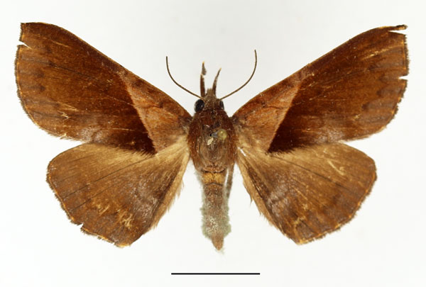 /filer/webapps/moths/media/images/S/saphobasis_Brachyherca_AF_Basquin.jpg