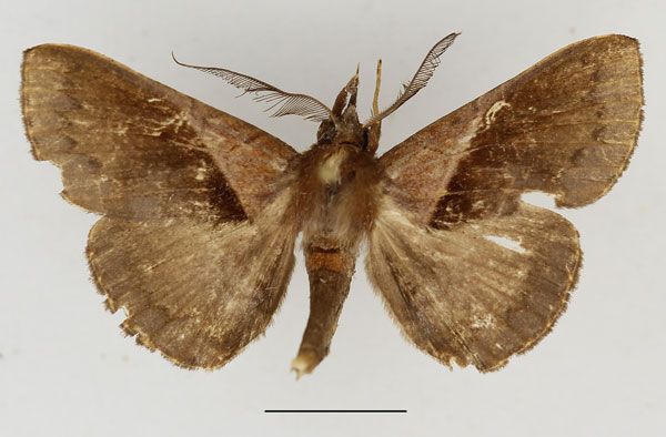 /filer/webapps/moths/media/images/S/saphobasis_Brachyherca_AM_Aulombard.jpg