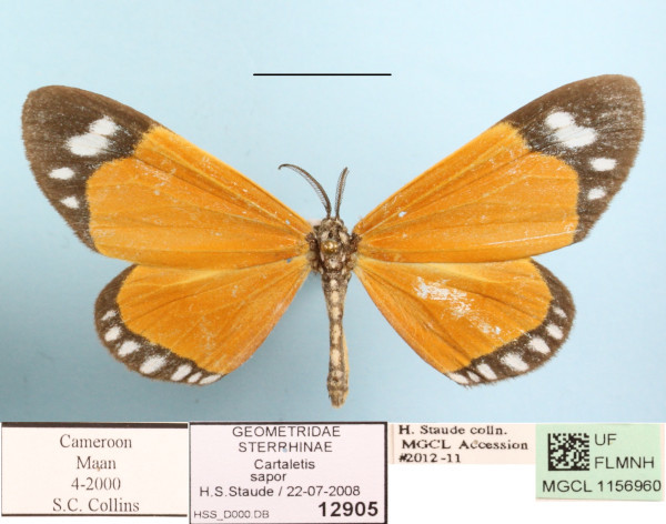 /filer/webapps/moths/media/images/S/sapor_Aletis_A_MGCL.JPG