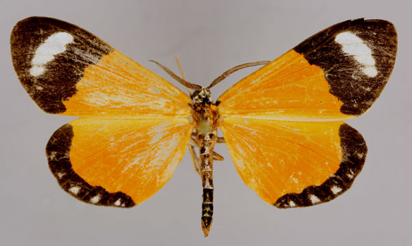 /filer/webapps/moths/media/images/S/sapor_Cartaletis_A_ZSM_01.jpg