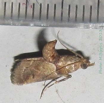 /filer/webapps/moths/media/images/S/saramitoi_Hypotia_A_Bippus_01.jpg