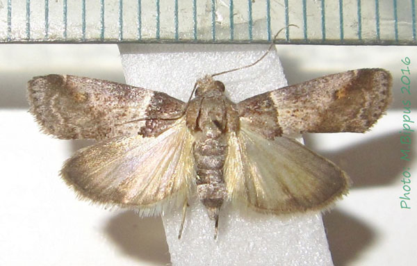 /filer/webapps/moths/media/images/S/saramitoi_Hypotia_A_Bippus_02.jpg