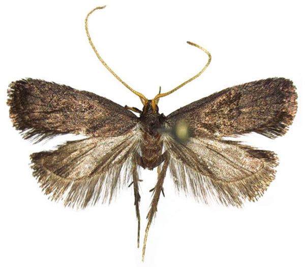 /filer/webapps/moths/media/images/S/sarangalis_Lecithocera_HT_NHMO.jpg