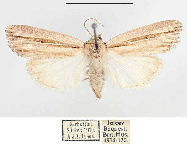 /filer/webapps/moths/media/images/S/sarca_Mythimna_AF_BMNH_02.jpg