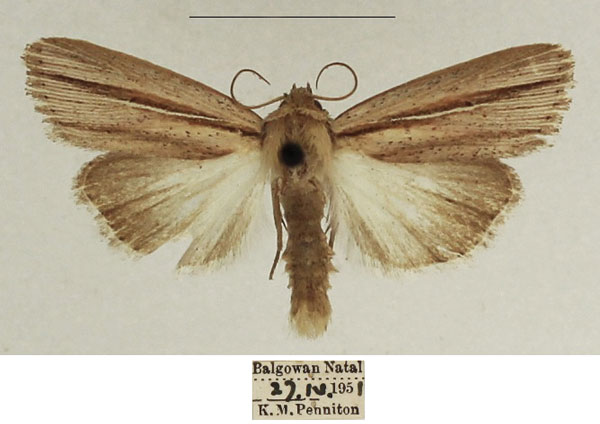 /filer/webapps/moths/media/images/S/sarca_Mythimna_AM_TMSA_01.jpg
