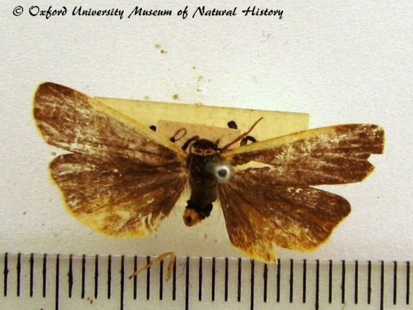 /filer/webapps/moths/media/images/S/sarceola_Eubaphilema_A_OUMNH.jpg