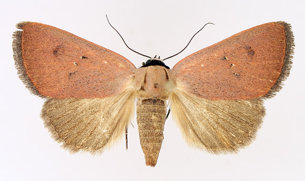 /filer/webapps/moths/media/images/S/sarcistis_Plecoptera_AF_TMSA_01.jpg