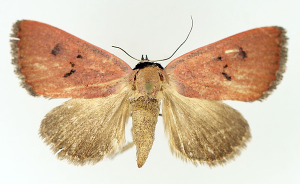 /filer/webapps/moths/media/images/S/sarcistis_Plecoptera_AF_TMSA_02.jpg