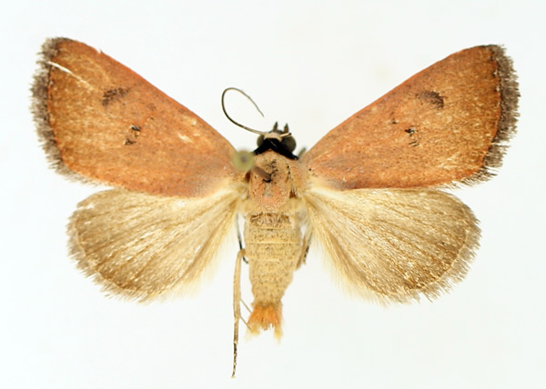 /filer/webapps/moths/media/images/S/sarcistis_Plecoptera_AM_TMSA_01.jpg